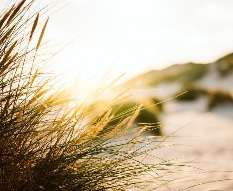 Gräs i förgrunden med lite motljus och sanddyner och klippa i bakgrunden